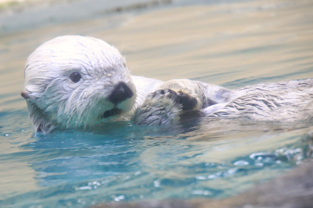 鳥羽水族館のラッコ