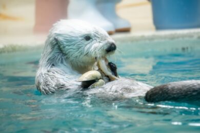 鳥羽水族館とのコラボルーム完成！！