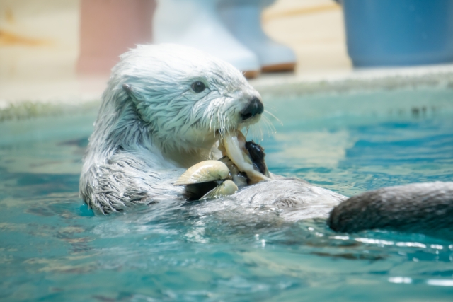 鳥羽水族館とのコラボルーム完成！！